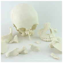 SKULL12 (12392-1) Medical Science 22parts Adult Humans Skull Model
